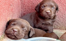 Labrador Retriever perros en venta: Camada de labradores chocolate.ENTREGA INMEDIATA!! - Imagen 6