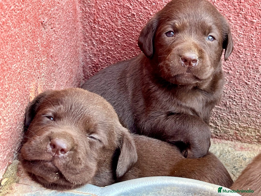 Labrador Retriever perros en venta: Camada de labradores chocolate.ENTREGA INMEDIATA!! - Imagen 6