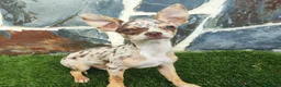 Chihuahua perros en venta: CHIHUAHUA MACHO CHOCOLATE MERLE - Anuncio 3