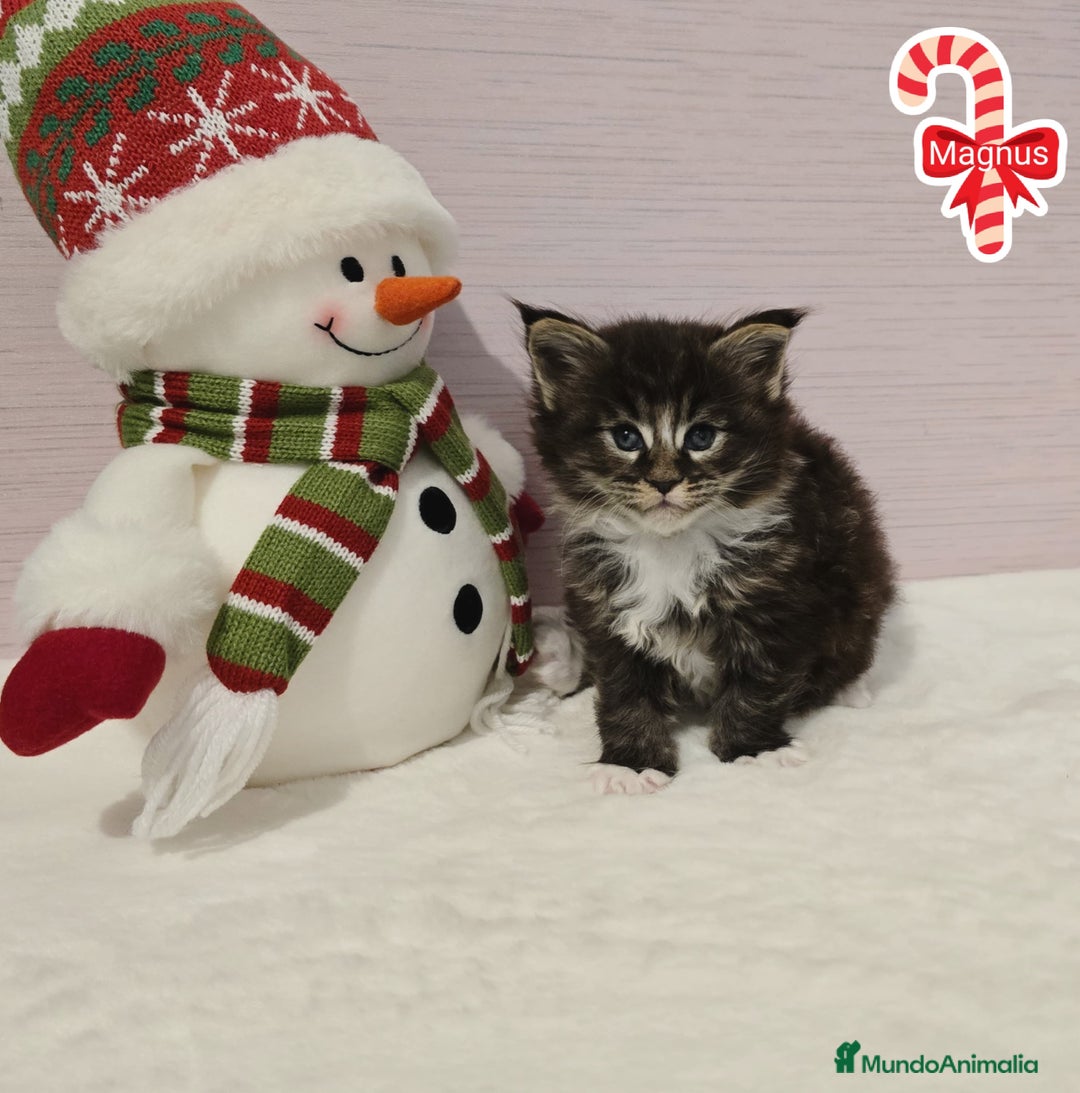 Maine Coon gatos en venta: Gatitos maine coon - Anuncio 2