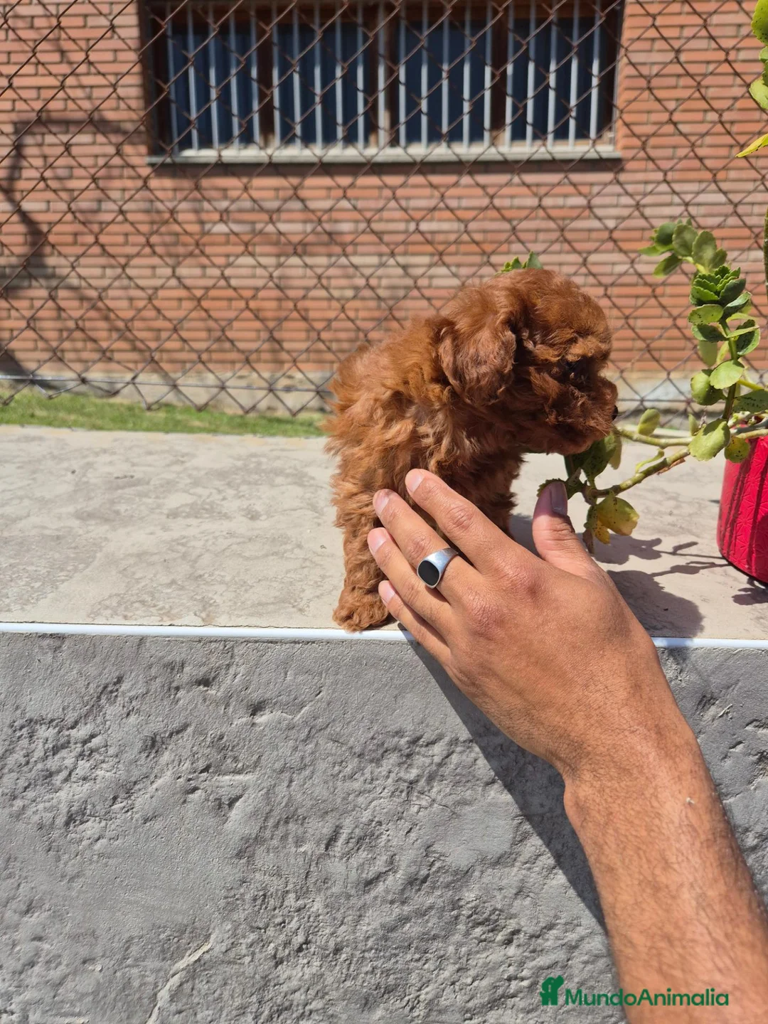 Caniche Enano perros en venta: Caniche  - Anuncio 2
