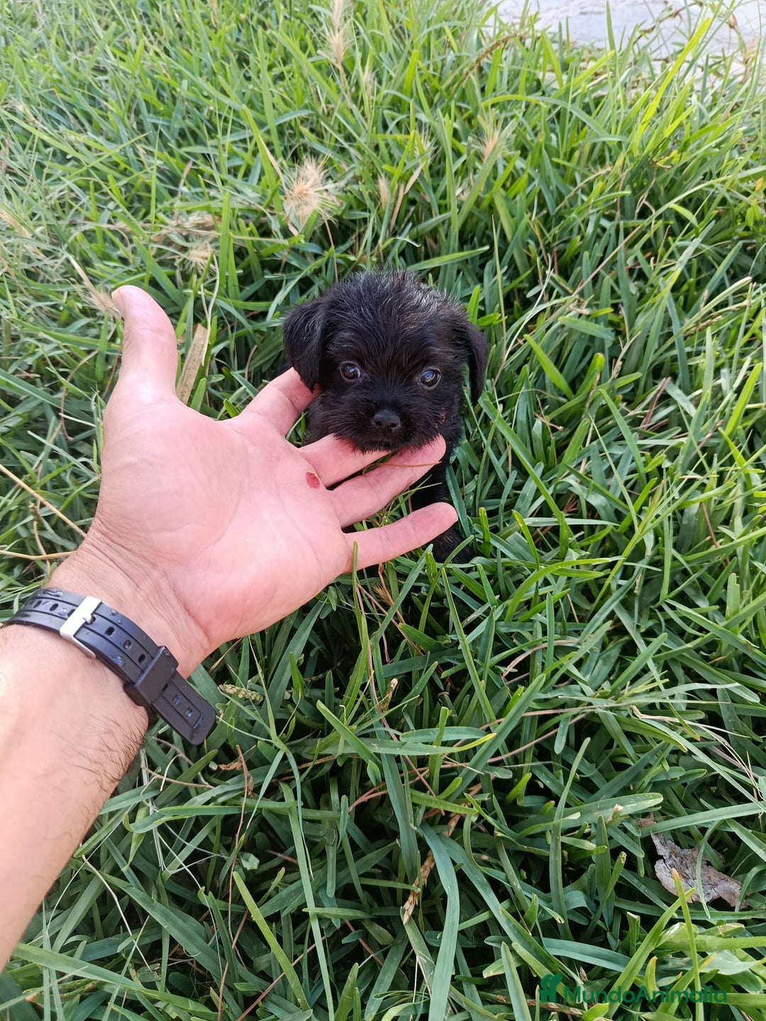 Chihuahua perros en venta: 🐶✨ ¡Cachorros! Chi-Poo - Choodle - Poo-Chi ✨🐶 - Imagen 6