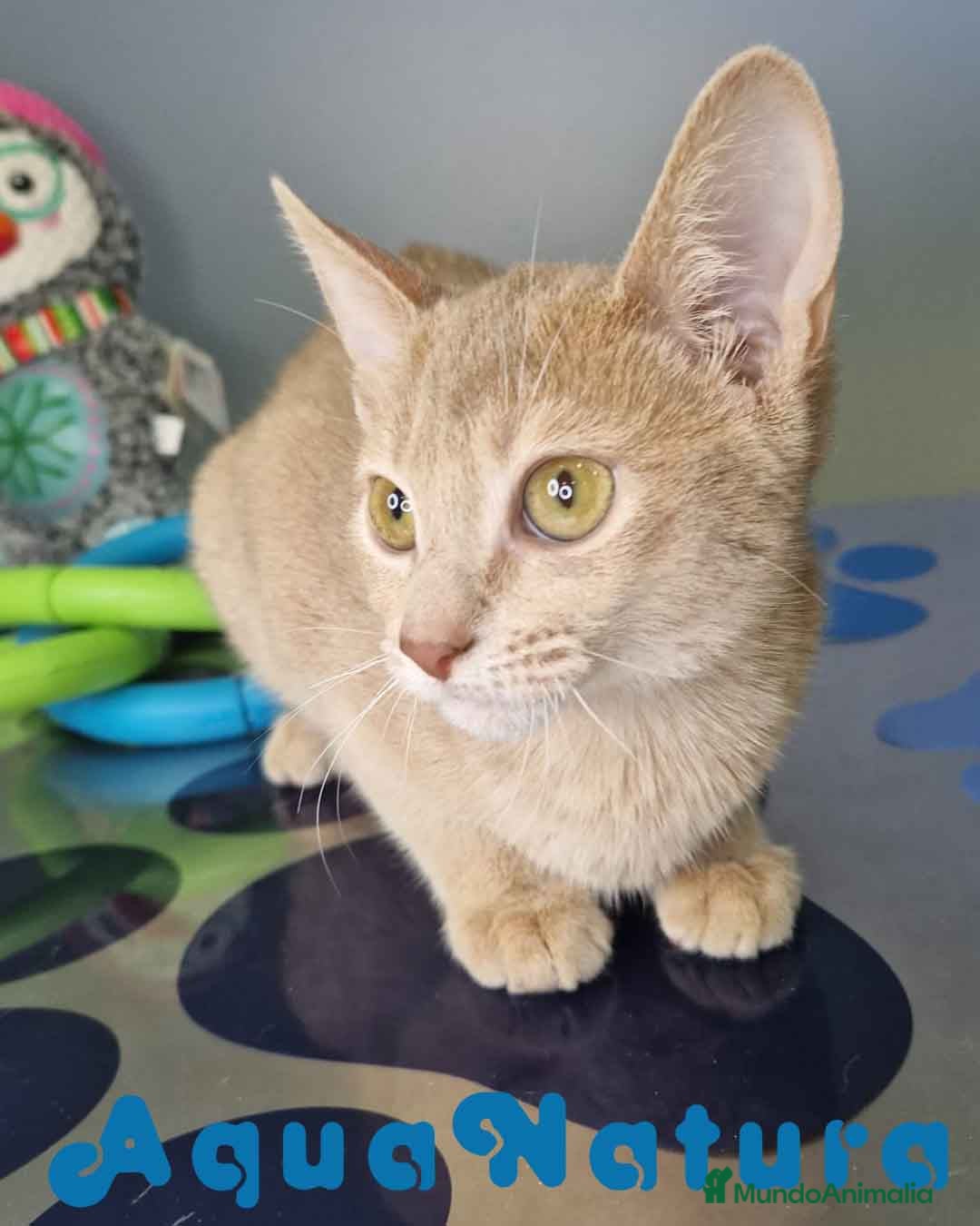 Abisinio gatos Abisinio Hembra de Mia 7908 AQUANATURA - Anuncio 1