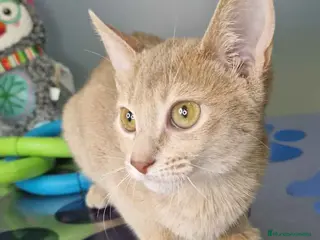 Abisinio gatos Abisinio Hembra de Mia 7908 AQUANATURA - Anuncio 1