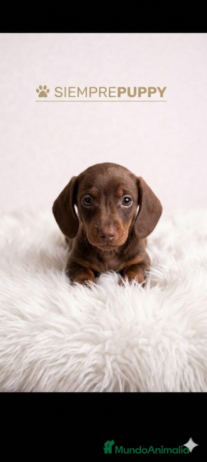 Teckel Miniatura perros TECKEL MINI - Anuncio 1