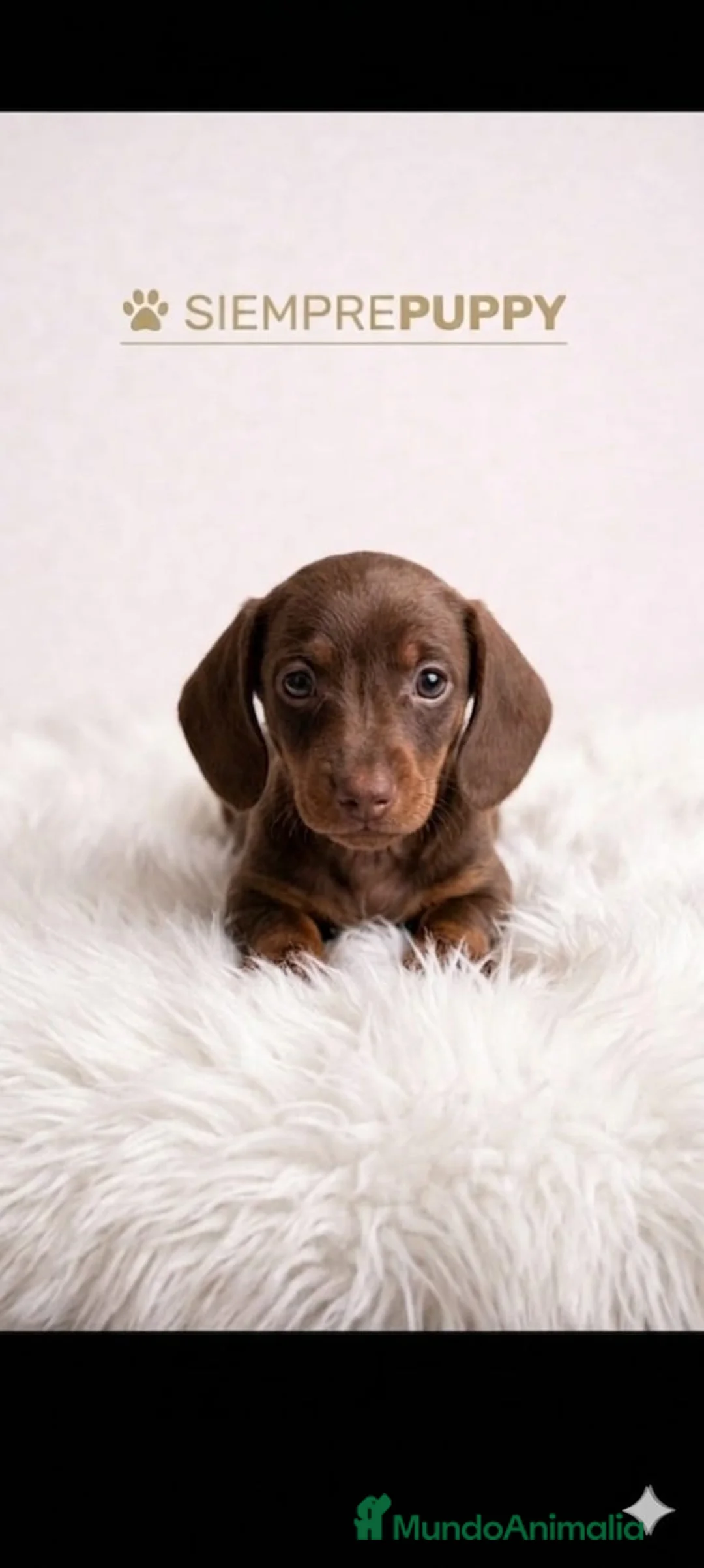 Teckel Miniatura perros en venta: TECKEL MINI - Anuncio 1