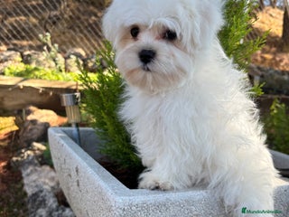 Bichón Maltés perros - Anuncio 1