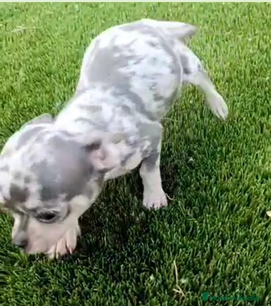 Chihuahua perros en venta: Chihuhua merle - Anuncio 1