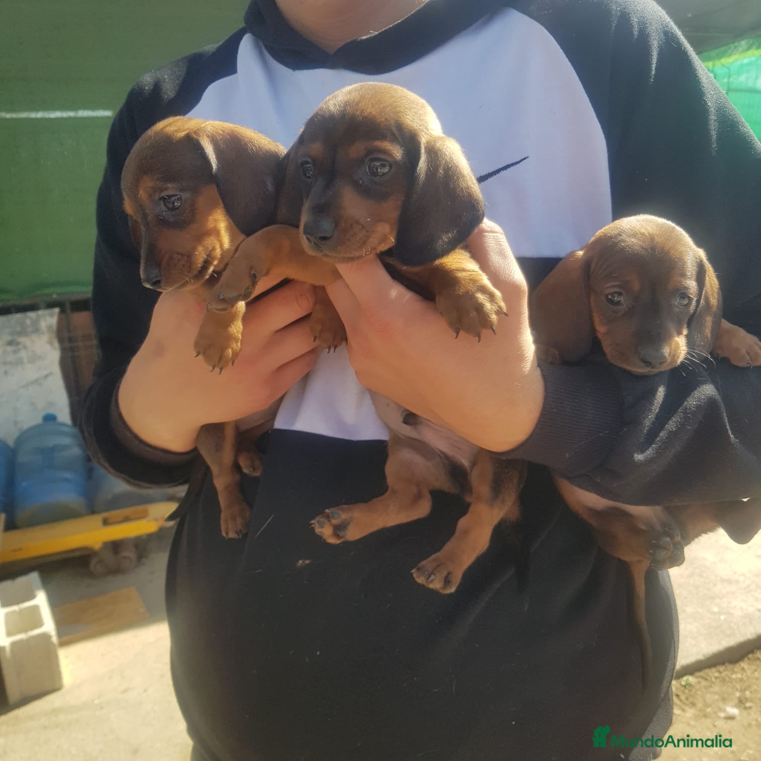 Teckel Miniatura perros en venta: Teckel mini  - Anuncio 1