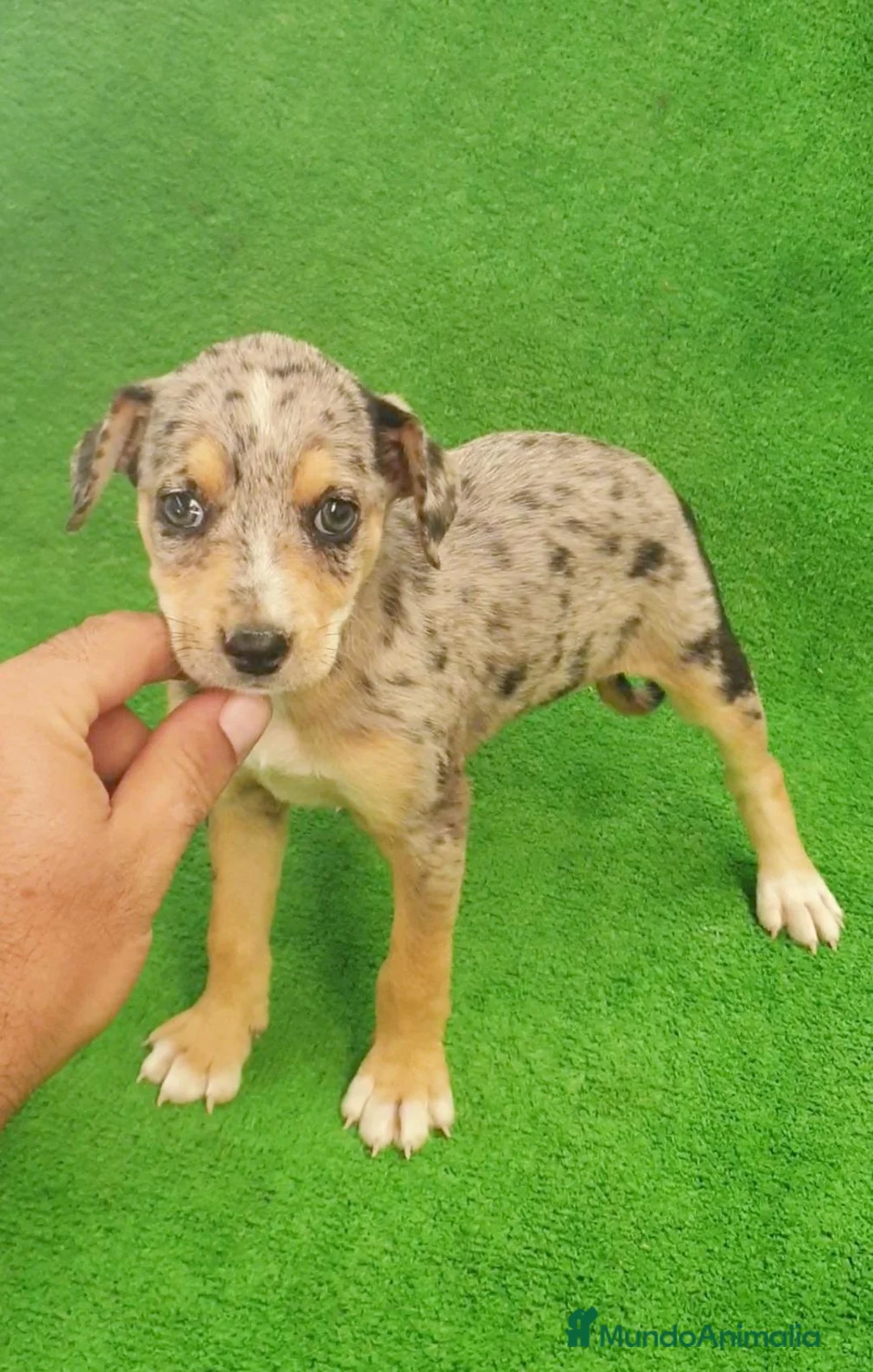 Raza Mixta perros en venta: Mix Chihuahua -Pincher - Anuncio 2