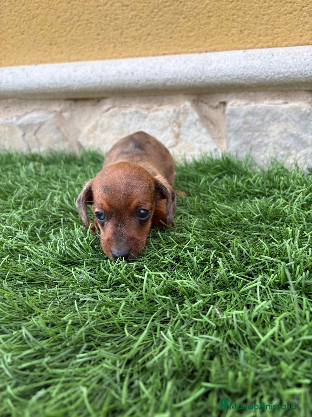 Teckel Miniatura perros en venta: Teckel Kaninchen macho Merle chocolate diluido  - Anuncio 15