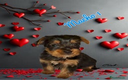 Yorkshire Terrier perros en venta: Yorkshire  - Imagen 4