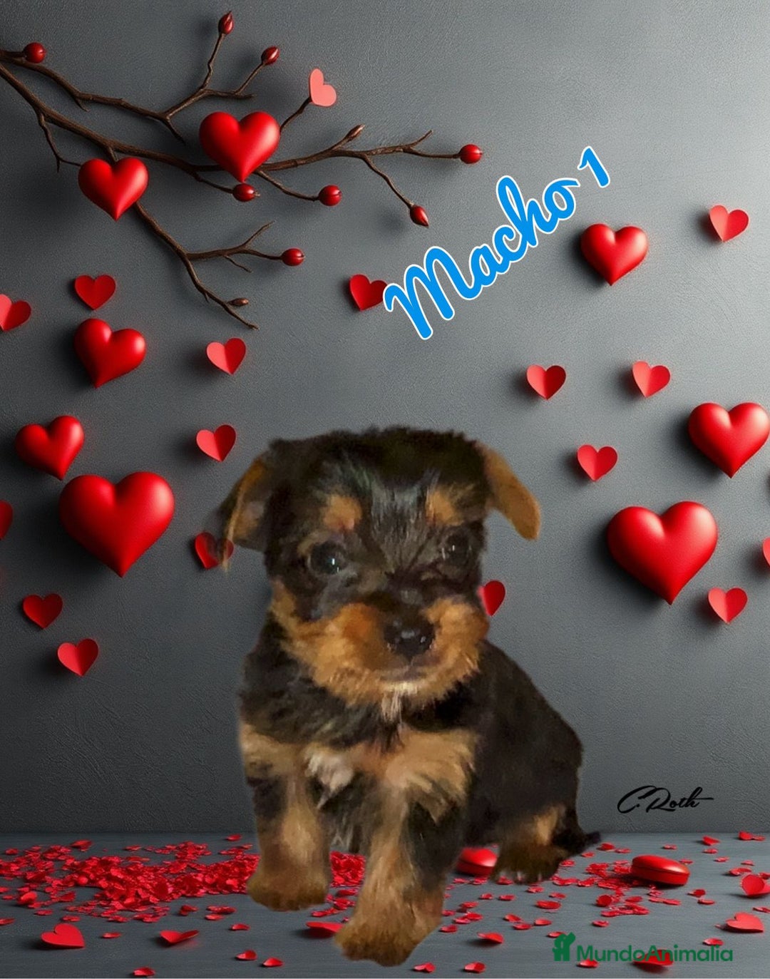 Yorkshire Terrier perros en venta: Yorkshire  - Imagen 4
