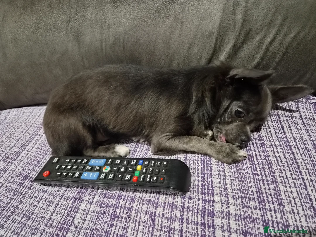 Chihuahua perros en venta: Chihuahua línea rusa  - Anuncio 1