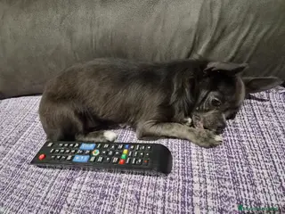 Chihuahua perros Chihuahua línea rusa - Anuncio 14