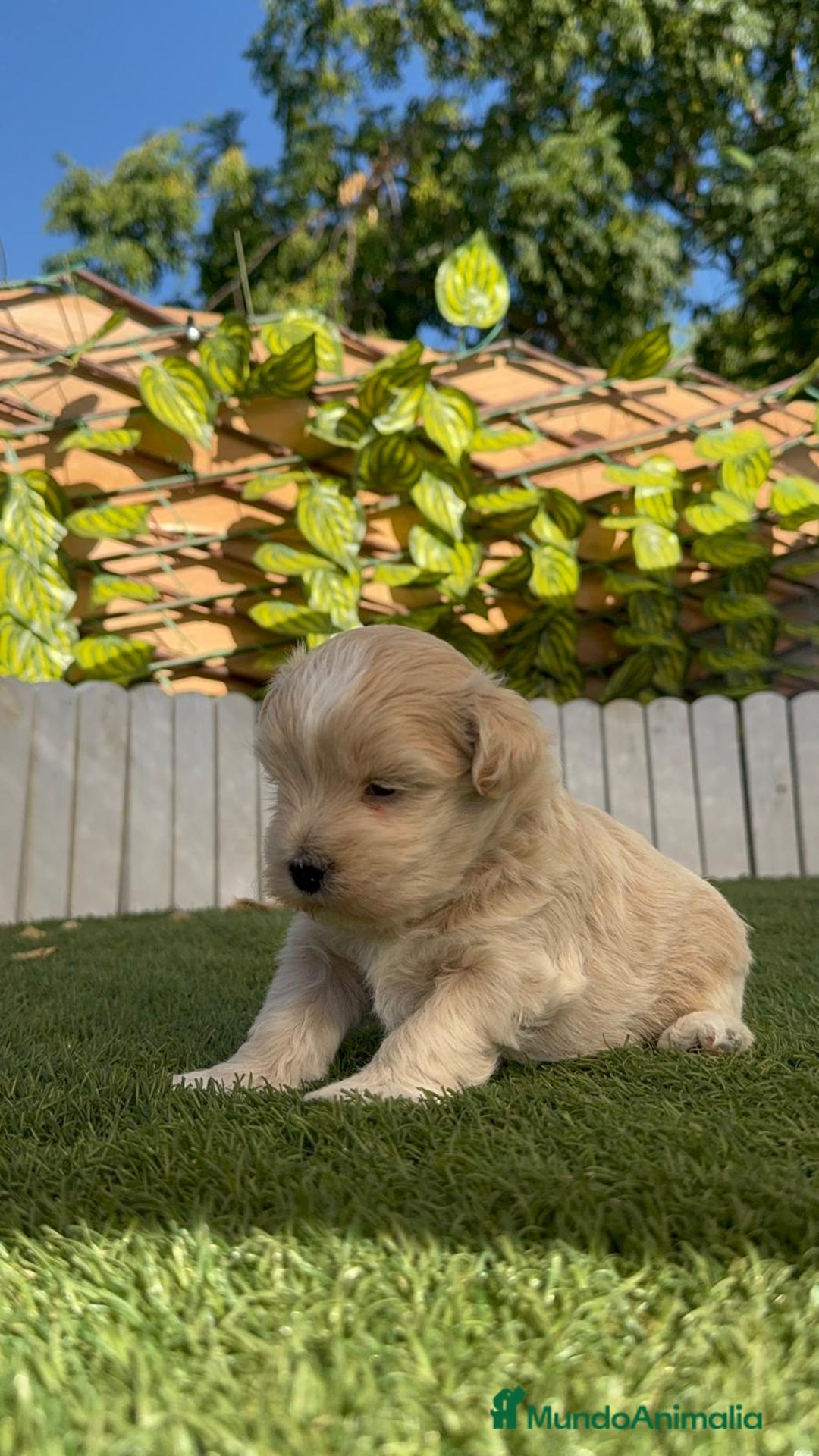 Maltipoo perros en venta: MALTIPOO MACHO - Imagen 15