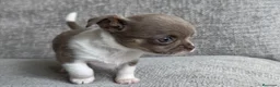 Chihuahua perros en venta: CHIHUAHUA CACHORROS  en Murcia - Anuncio 5