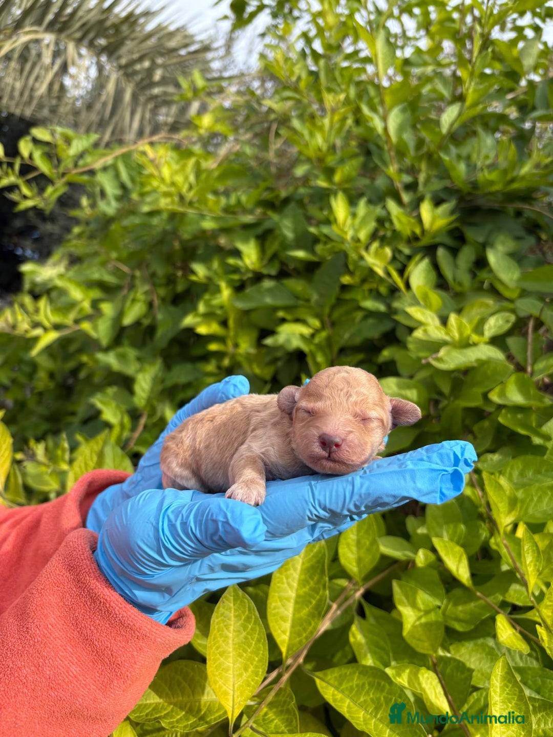 Labradoodle perros en venta: Labradoodle  - Anuncio 4