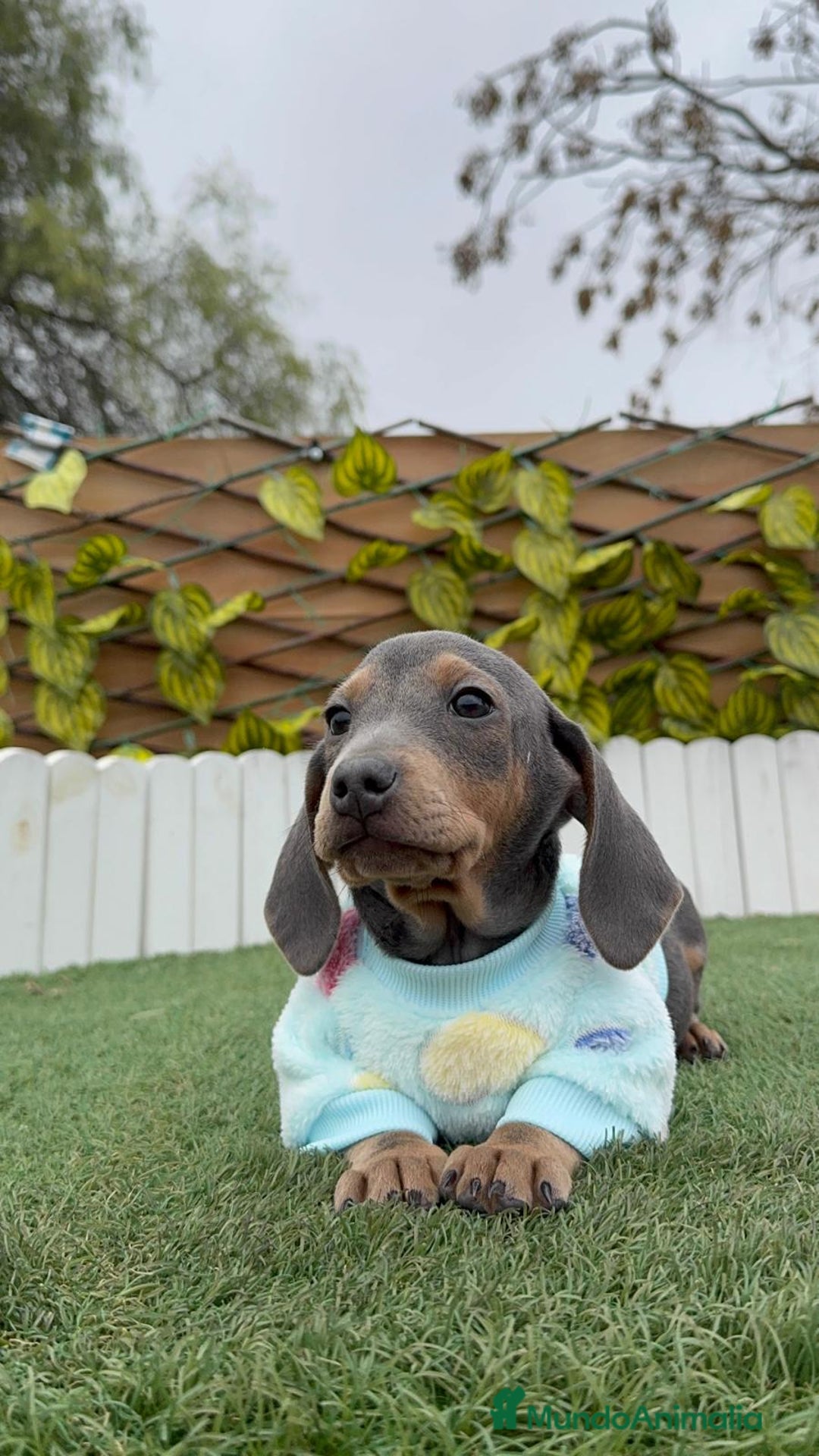 Teckel Miniatura perros en venta: TECKEL MINIATURA BLUE - Anuncio 14