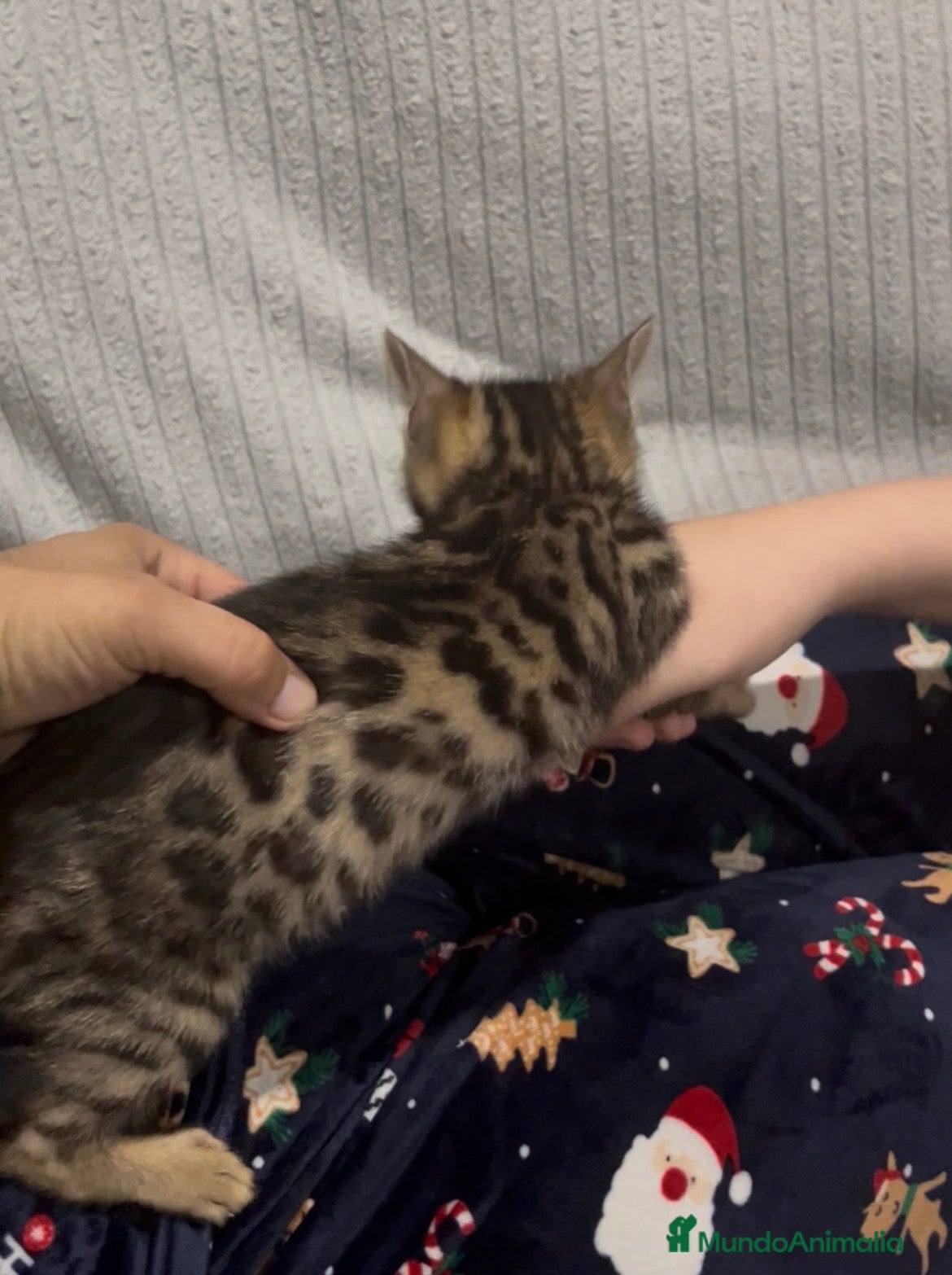 Bengalí gatos CAMADA GATOS BEBGALÍ - Anuncio 1