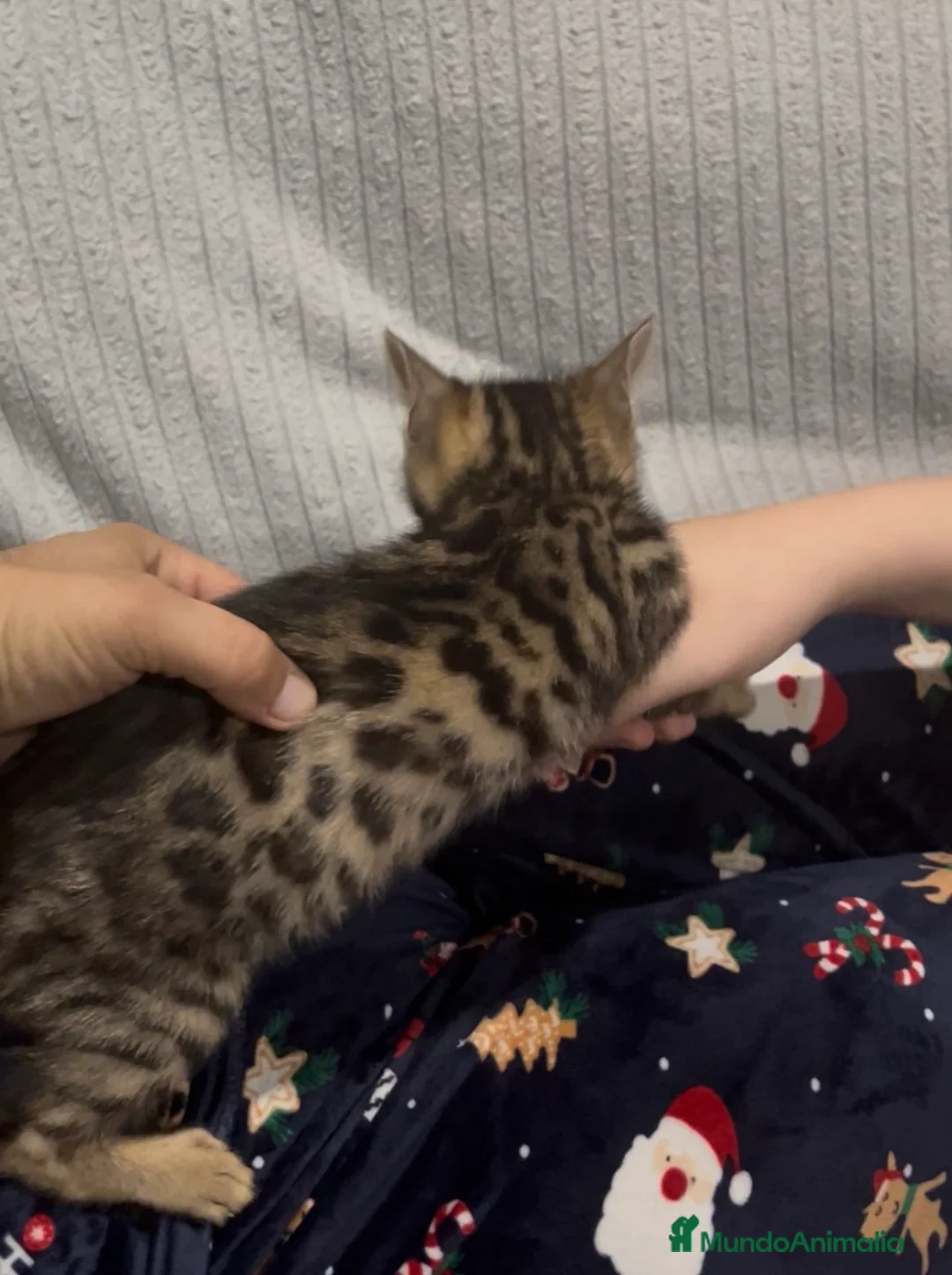 Bengalí gatos en venta: CAMADA GATOS BEBGALÍ - Anuncio 1