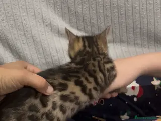 Bengalí gatos CAMADA GATOS BEBGALÍ - Anuncio 18