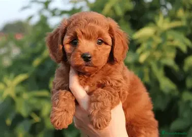 Caniche Toy perros CANICHE - PRECIO ESPECIAL VERANO  - Anuncio 16