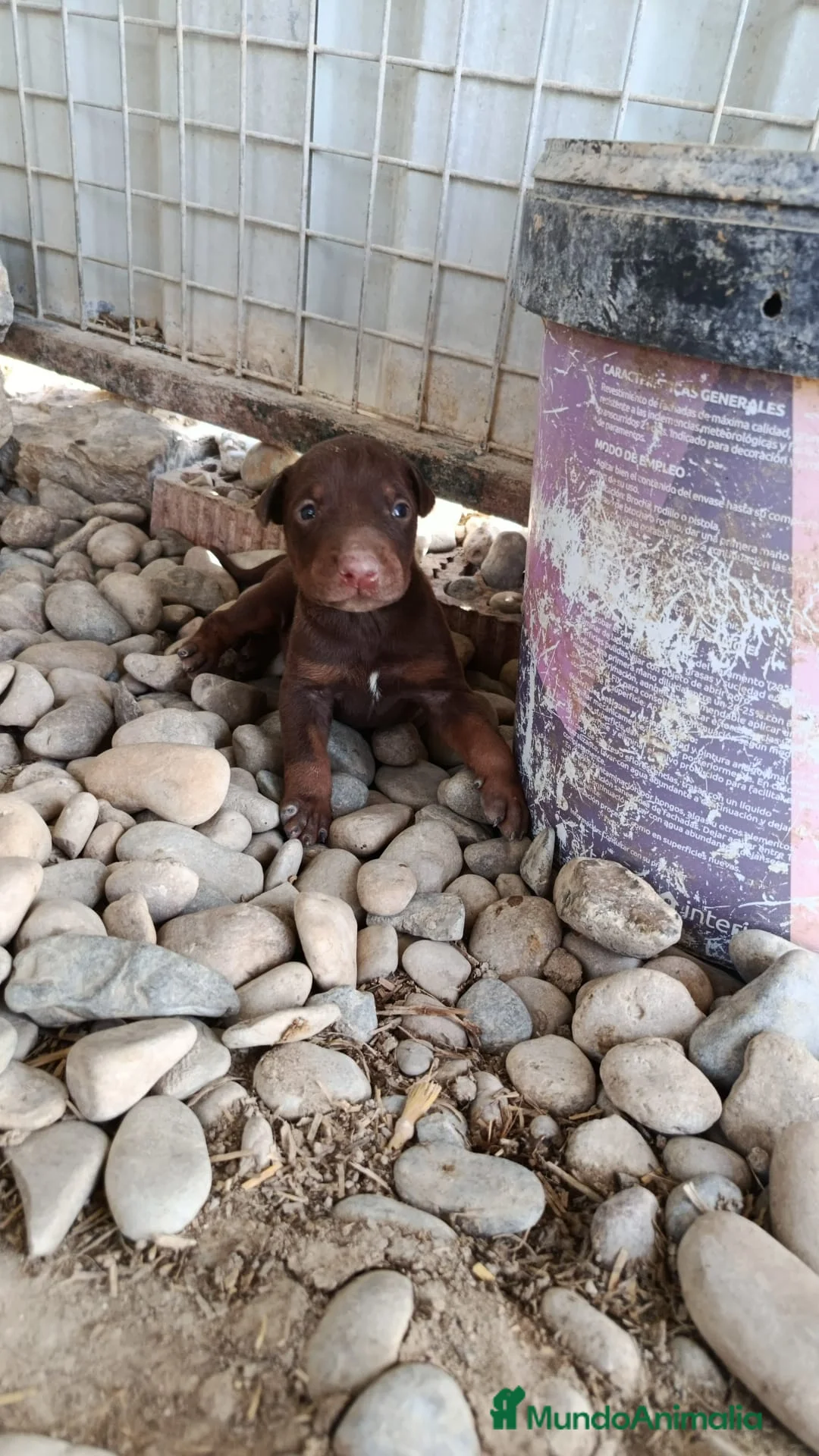 Dobermann perros en venta: Doberman linia americana  - Anuncio 1