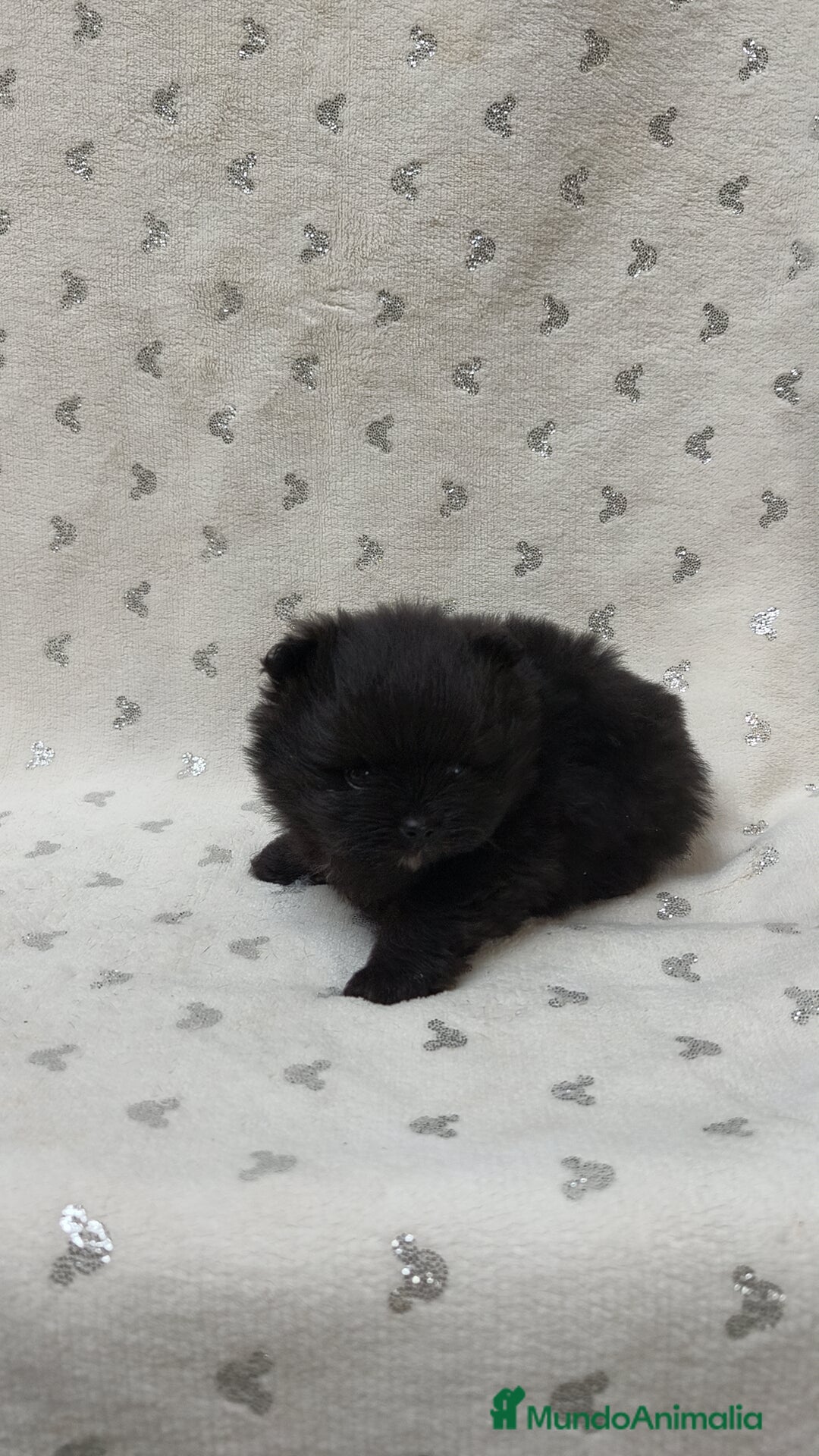 Pomerania perros en venta: Lulú Pomerania hembra  - Anuncio 5