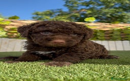 Perro de Agua Español perros en venta: PERRO DE AGUA HEMBRA - Imagen 16
