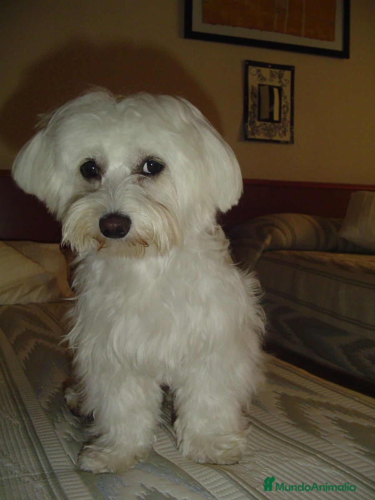 Bichón Maltés perros camada de bichon maltes  en Madrid - Anuncio 2