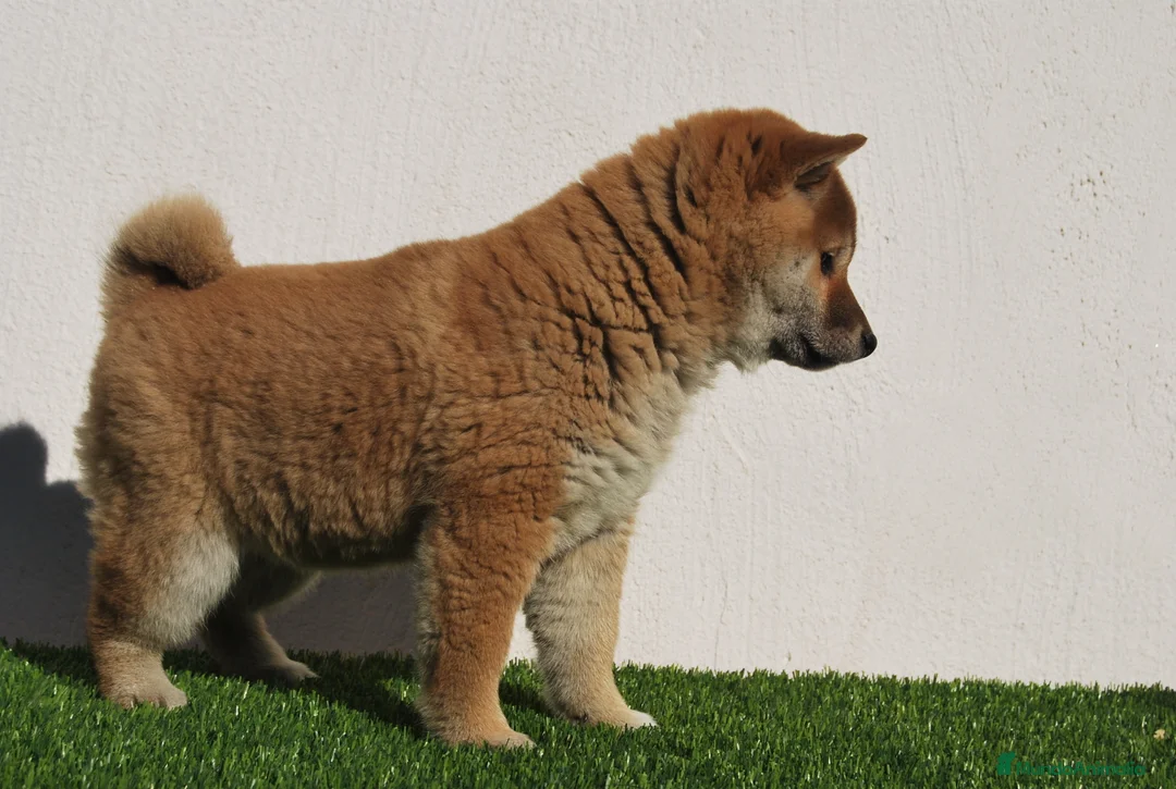 Shiba Inu perros en venta: SHIBA INU, CACHORROS DE CRIADERO PROFESIONAL en Madrid - Anuncio 5