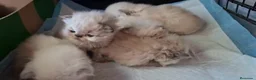 Persa gatos en venta: Persas mallorca - Anuncio 4