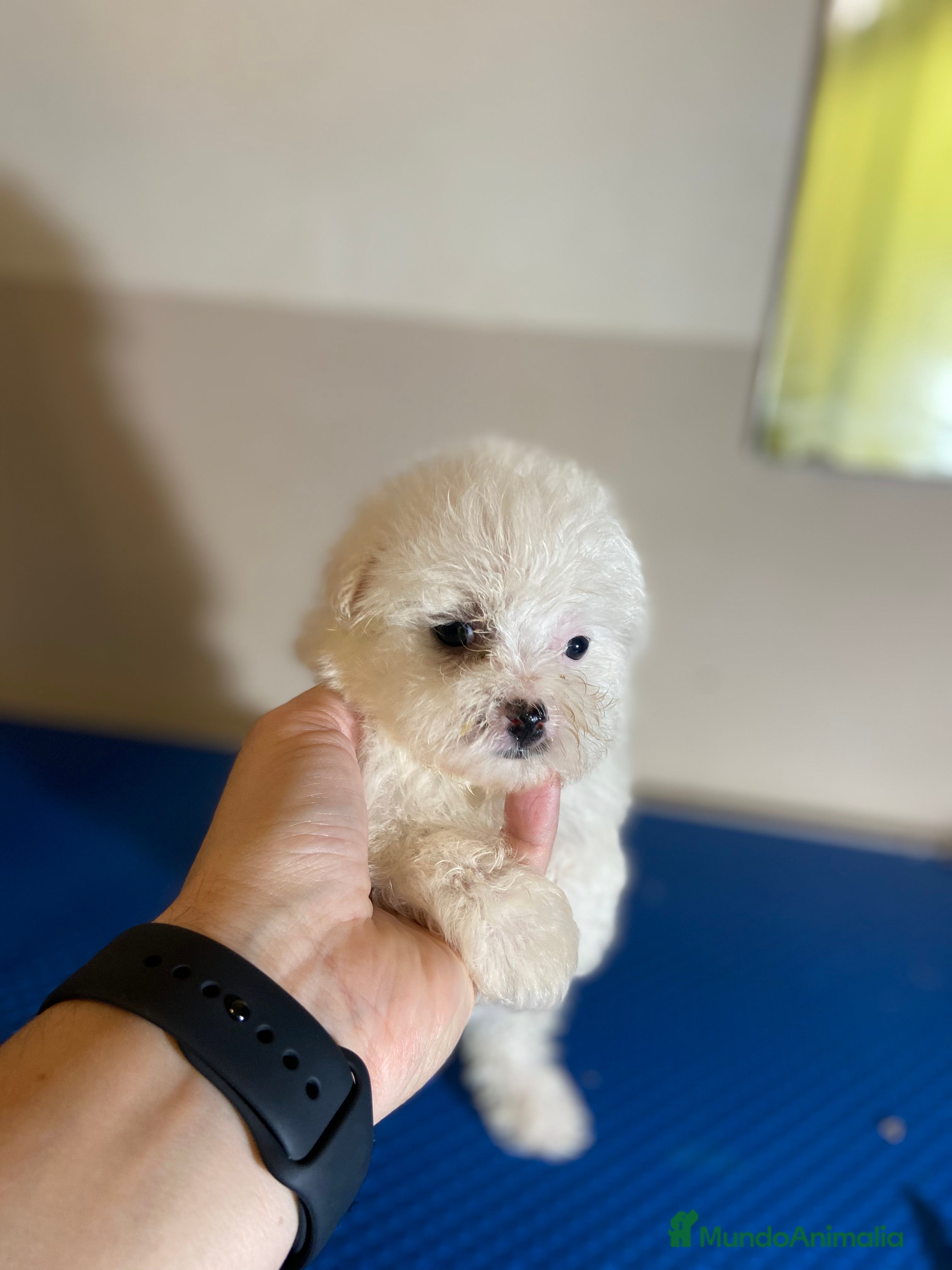 Bichón Maltés perros Cámara de bichón, maltés - Anuncio 1