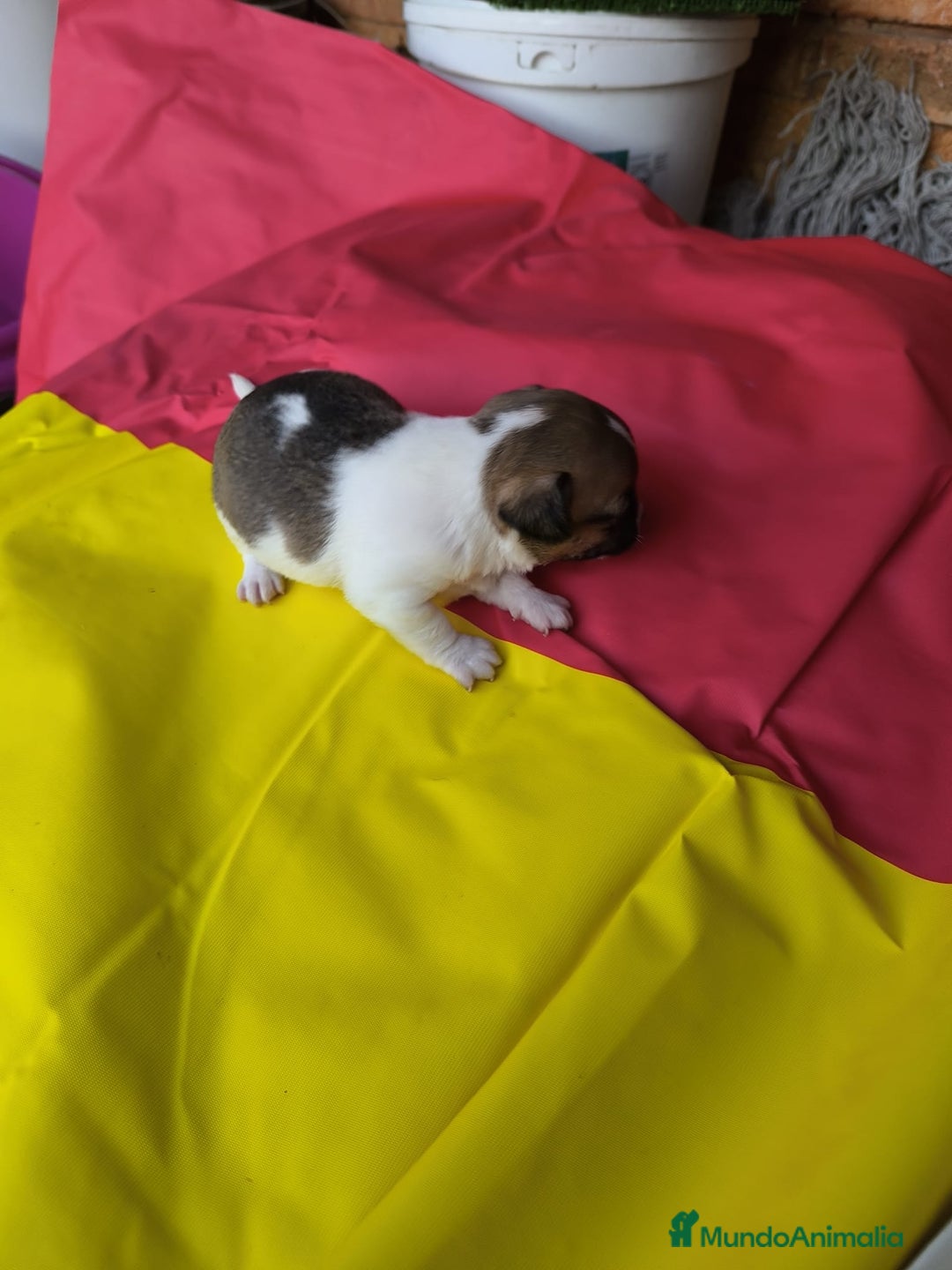 Chihuahua perros en venta: CHIHUAHUAS EXCLUSIVOS TEA CUP - Anuncio 1