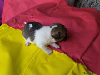 Chihuahua perros CHIHUAHUAS EXCLUSIVOS TEA CUP - Anuncio 1