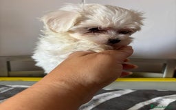 Bichón Maltés perros en venta: Bichón Maltés mini - Imagen 2
