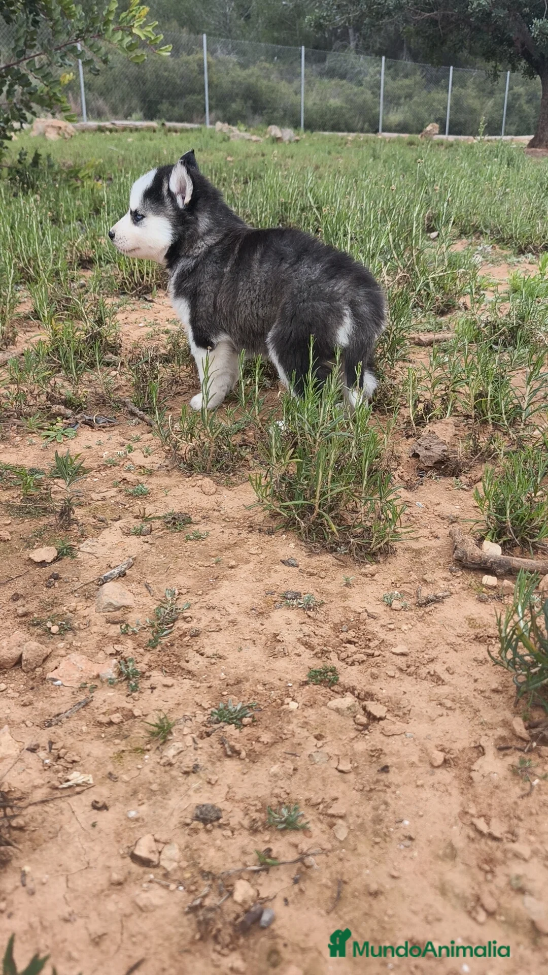 Husky Siberiano perros en venta: Husky SIBERIANO Macho y Hembra  - Anuncio 6