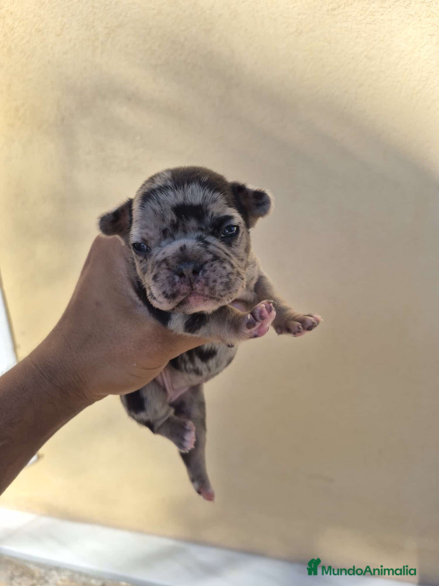 Bulldog Francés perros en venta: PRECIOSAS BULL DOG FRANCÉS EXOTICOS - Anuncio 1