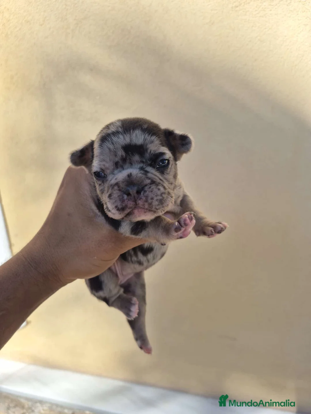 Bulldog Francés perros en venta: PRECIOSAS BULL DOG FRANCÉS EXOTICOS - Anuncio 1