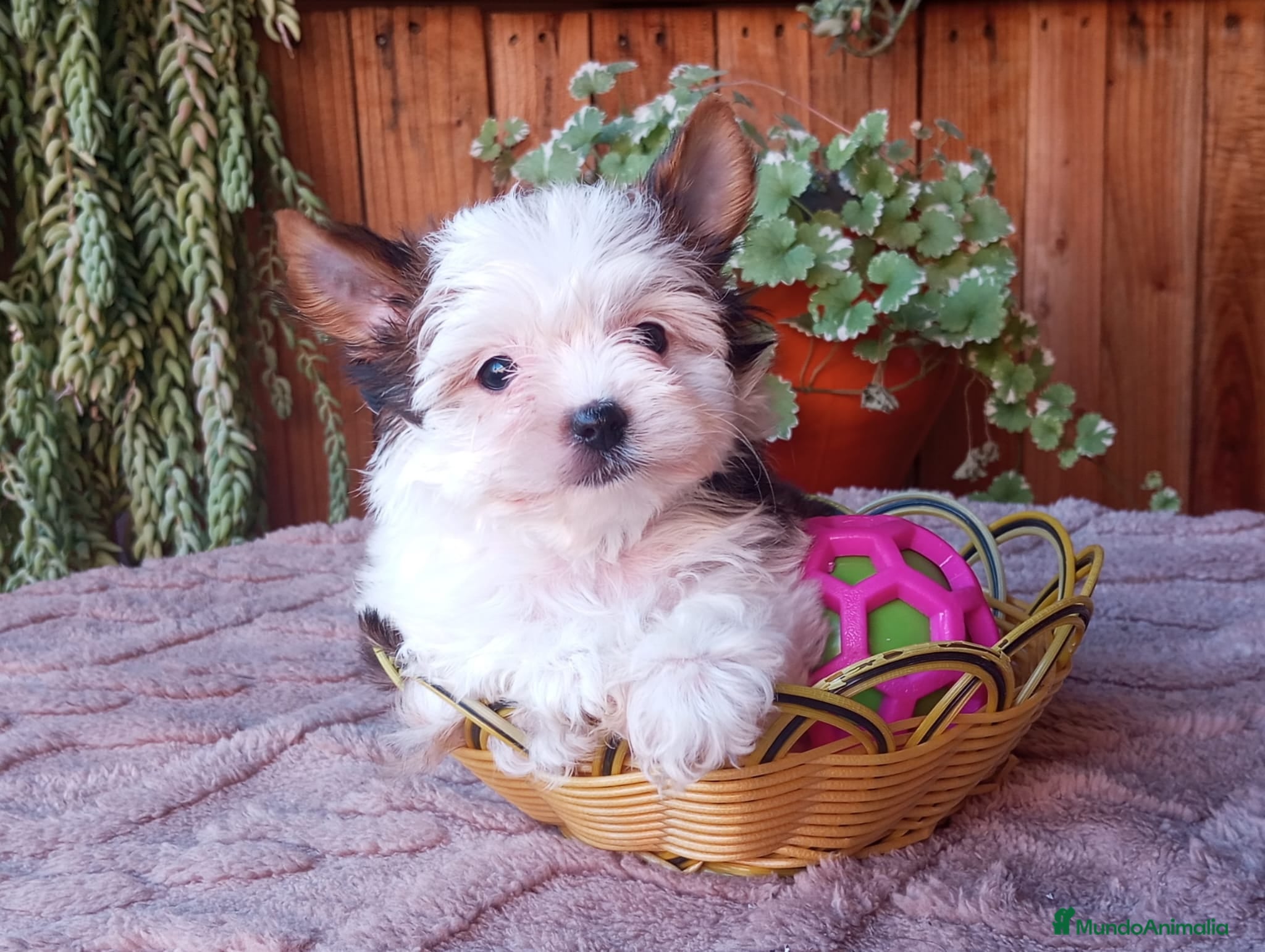 Biewer Yorkshire Terrier a la Pom Pon perros Cachorros Yorkshire Biewer - Anuncio 19