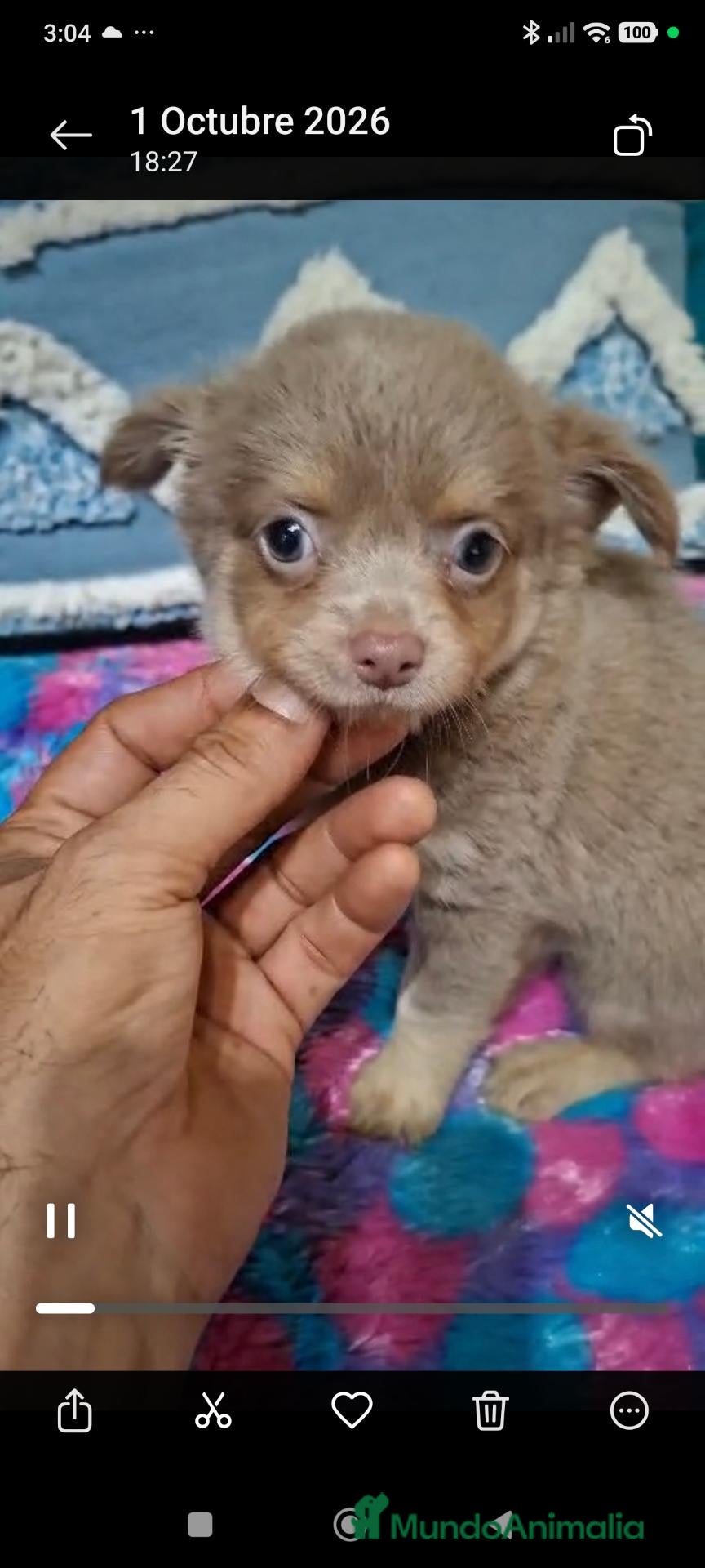 Chihuahua perros Chihuahua pelo largo en Curtis la Coruña  - Anuncio 1