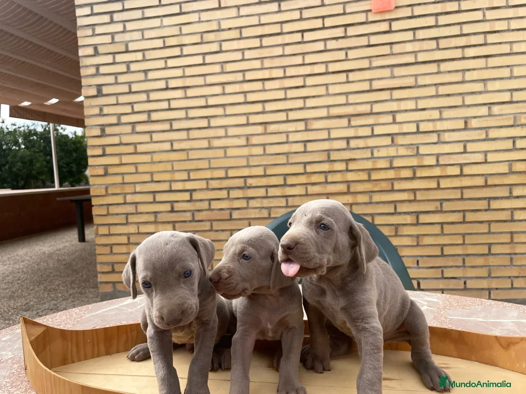 Braco Alemán de Pelo Corto perros en venta: Braco de weimar - Anuncio 3