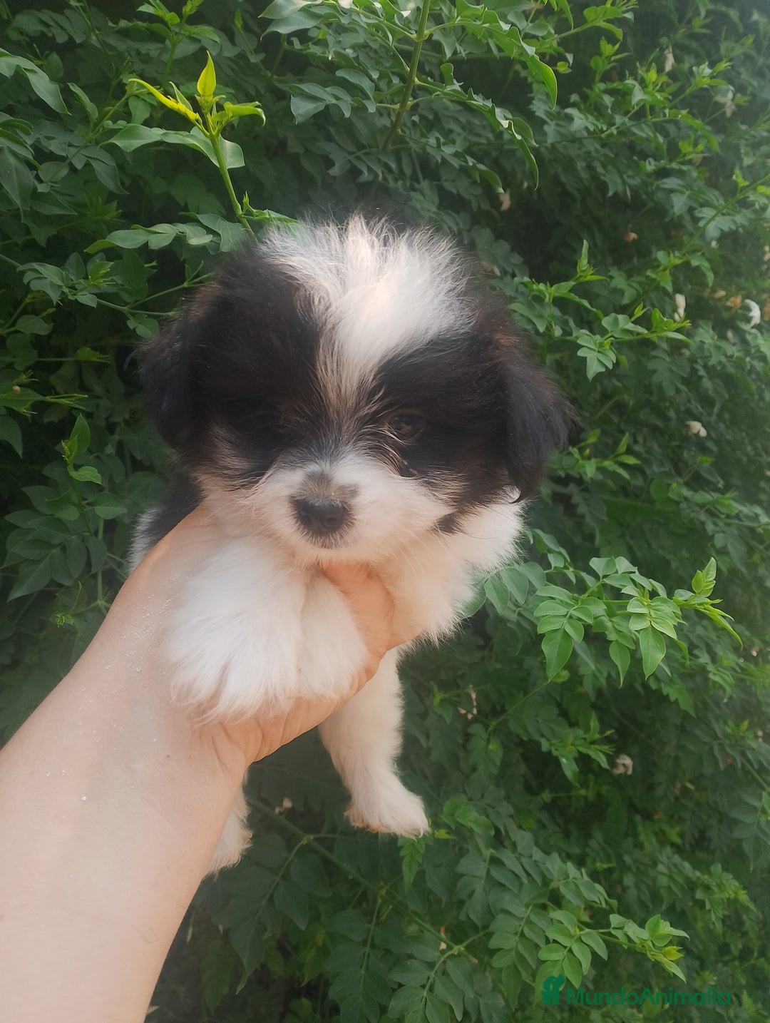Bichón Maltés perros en venta: Maltipom machos  - Imagen 6