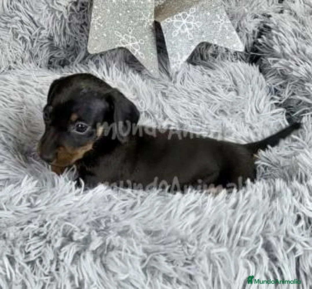 Imagen de galería {{count}}