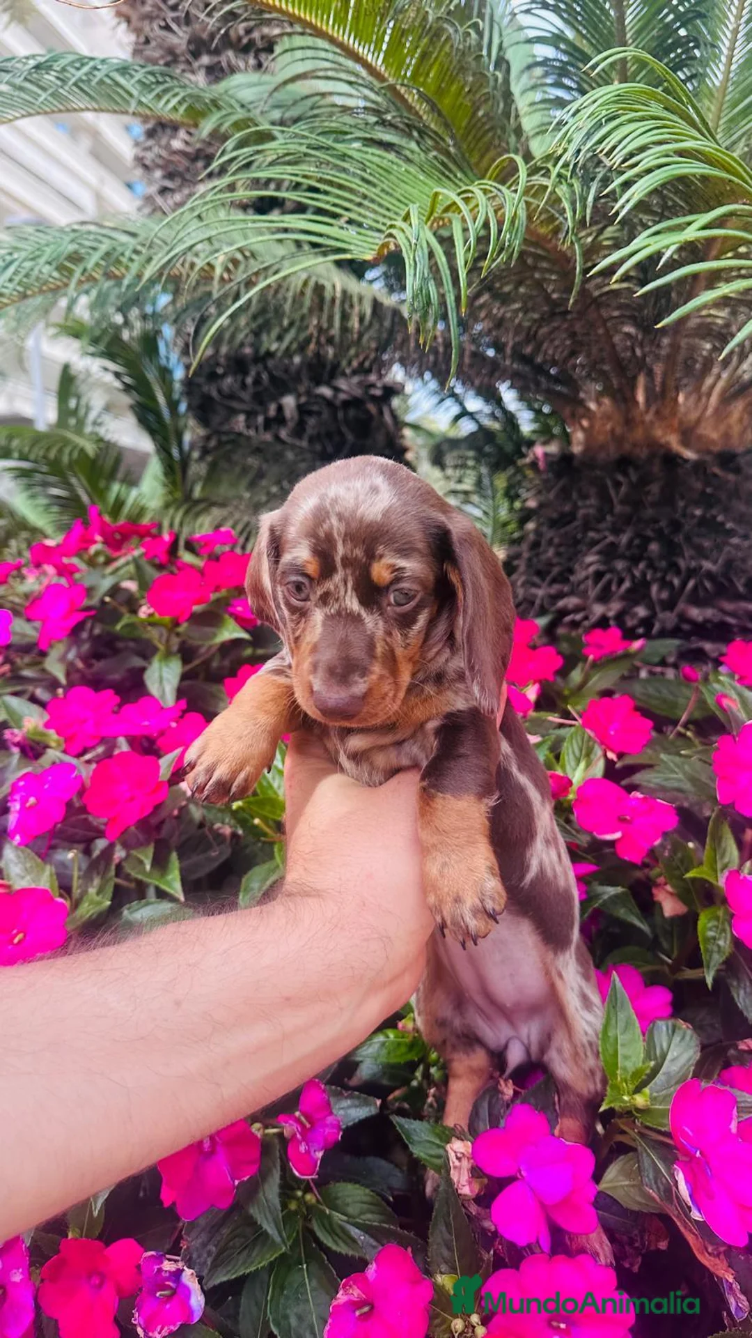 Teckel Miniatura perros en venta: Teckel kanichen  - Anuncio 1