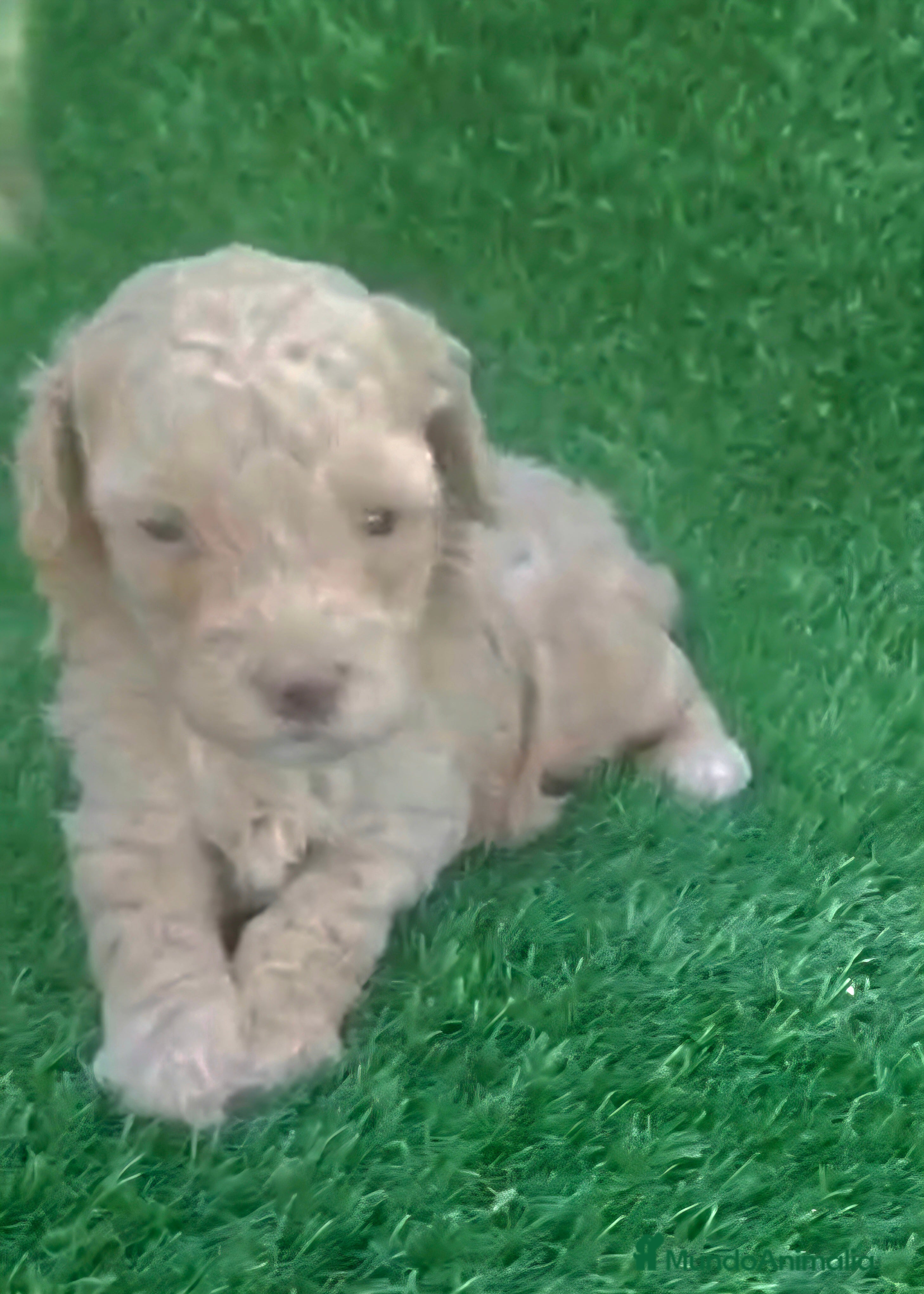 Caniche Toy perros Caniche toy apricot hembra diminuta - Anuncio 5