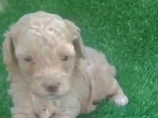 Caniche Toy perros Caniche toy apricot hembra diminuta - Anuncio 5