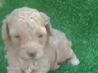 Caniche Toy perros Caniche toy apricot hembra diminuta - Anuncio 19