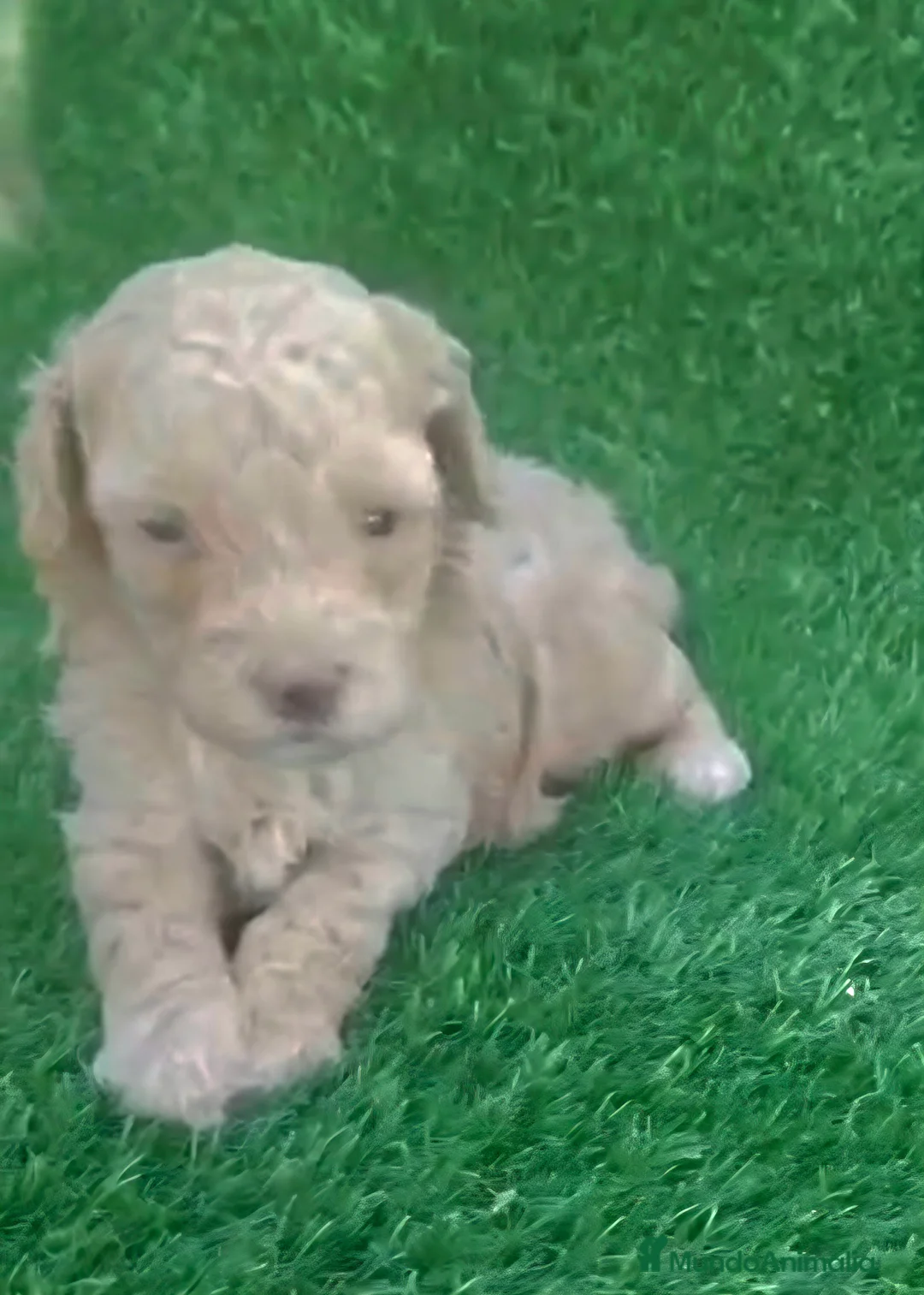 Caniche Toy perros en venta: Caniche toy apricot hembra diminuta - Anuncio 1